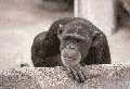 talkmonkey2.gif